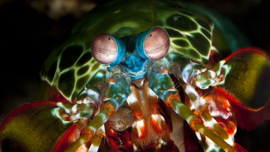میگو آخوندک mantis shrimp