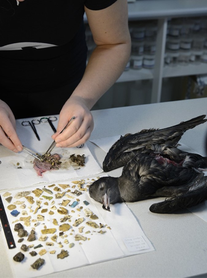 پلاستیک موجود در بدن پرندگان دریایی