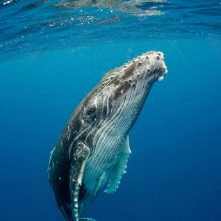 نهنگ گوژپشت در نزدیکی سطح دریا